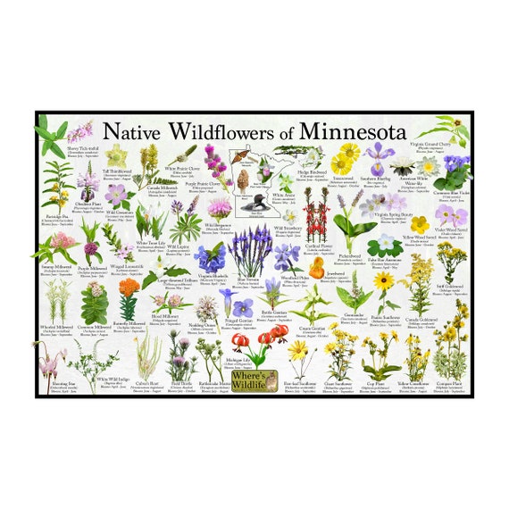 Native Wildflowers of Minnesota / State Flower Field Guide Etsy