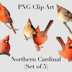 Northern Cardinal Bird 5er Set PNG Clipart mit transparentem Hintergrund Photoshop Overlays. Werbung, Banner, Bildung, Marketing etc