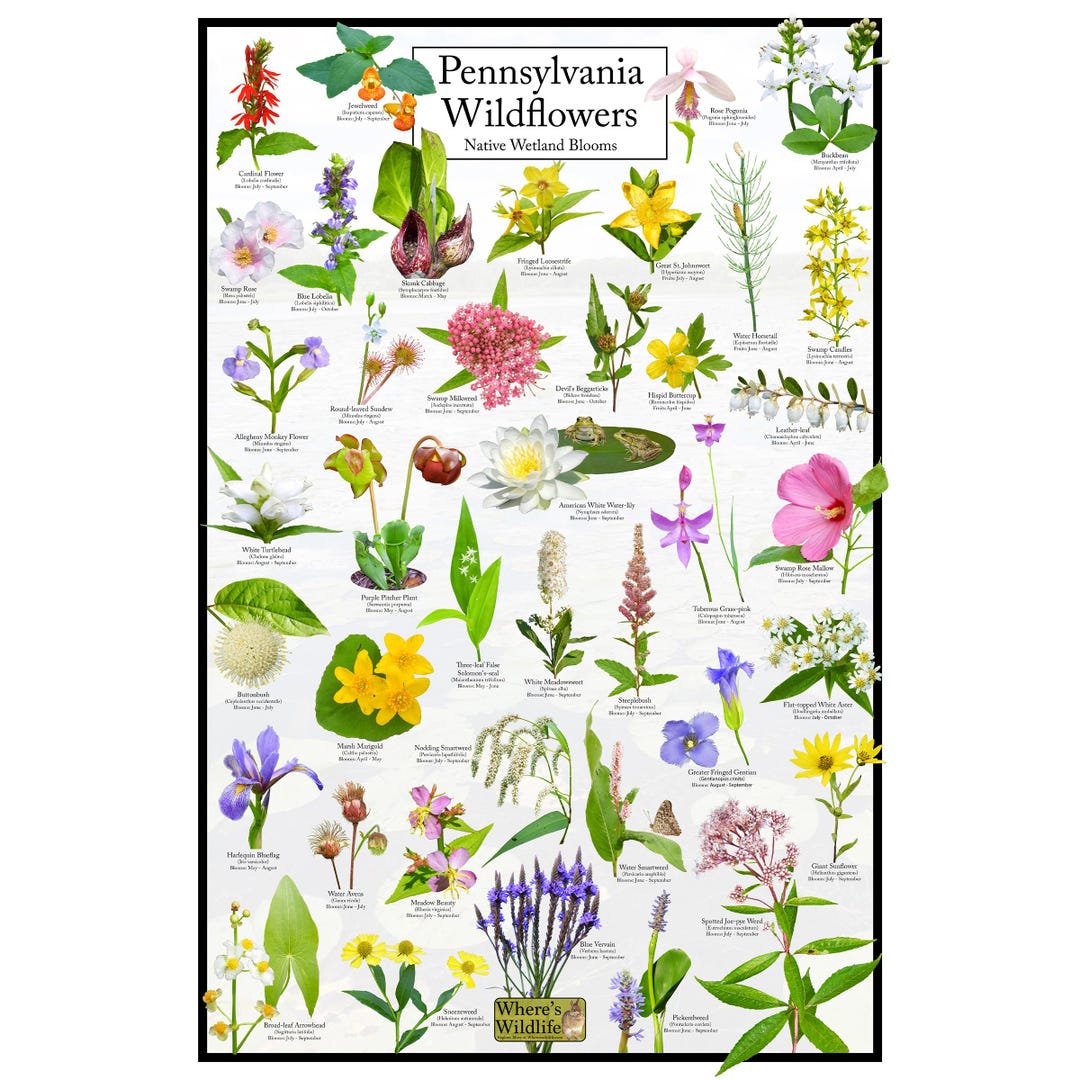 Pennsylvania Wildflowers - Native Wetland Blooms Poster | Pennsylvania ...