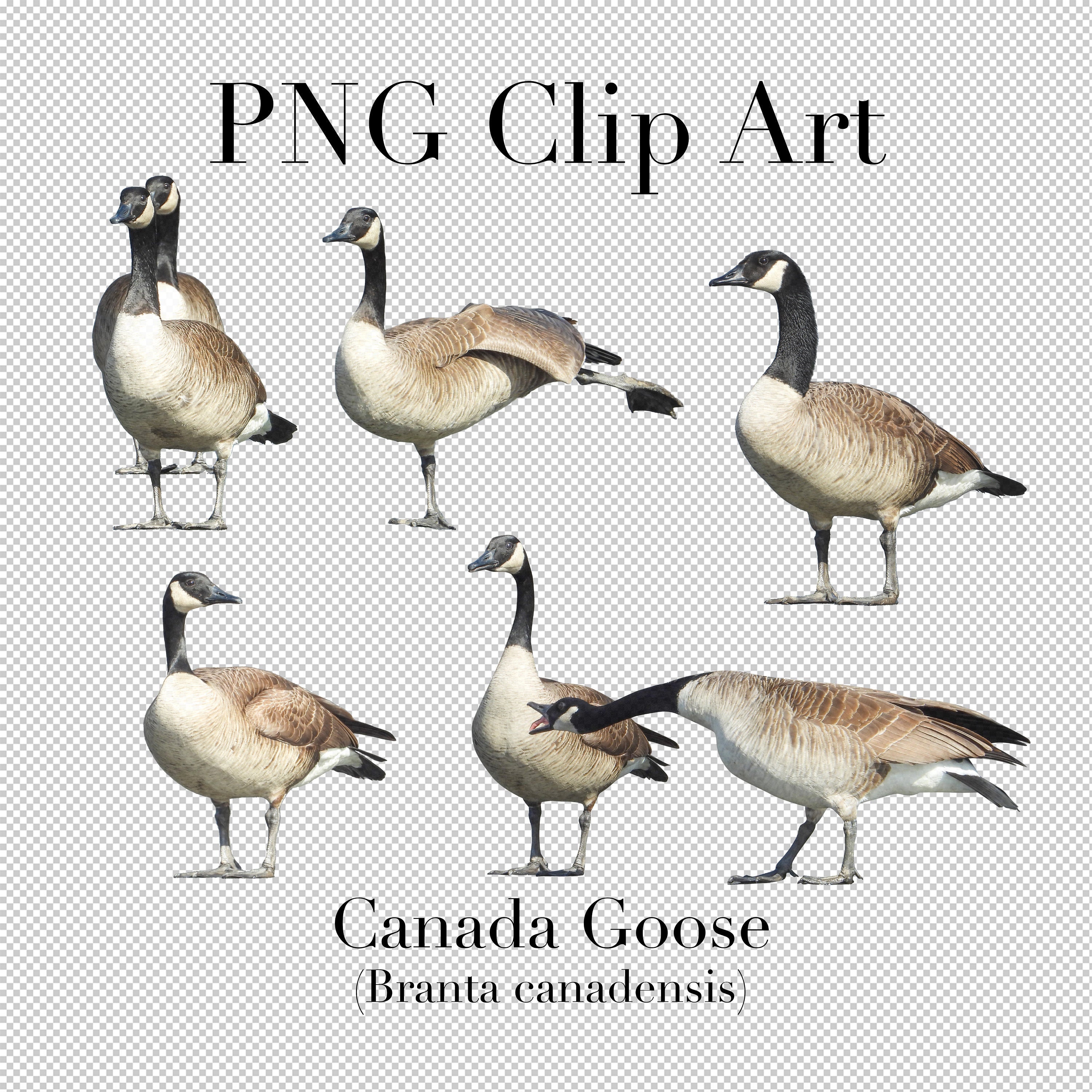 Canada goose top branta canadensis jacket