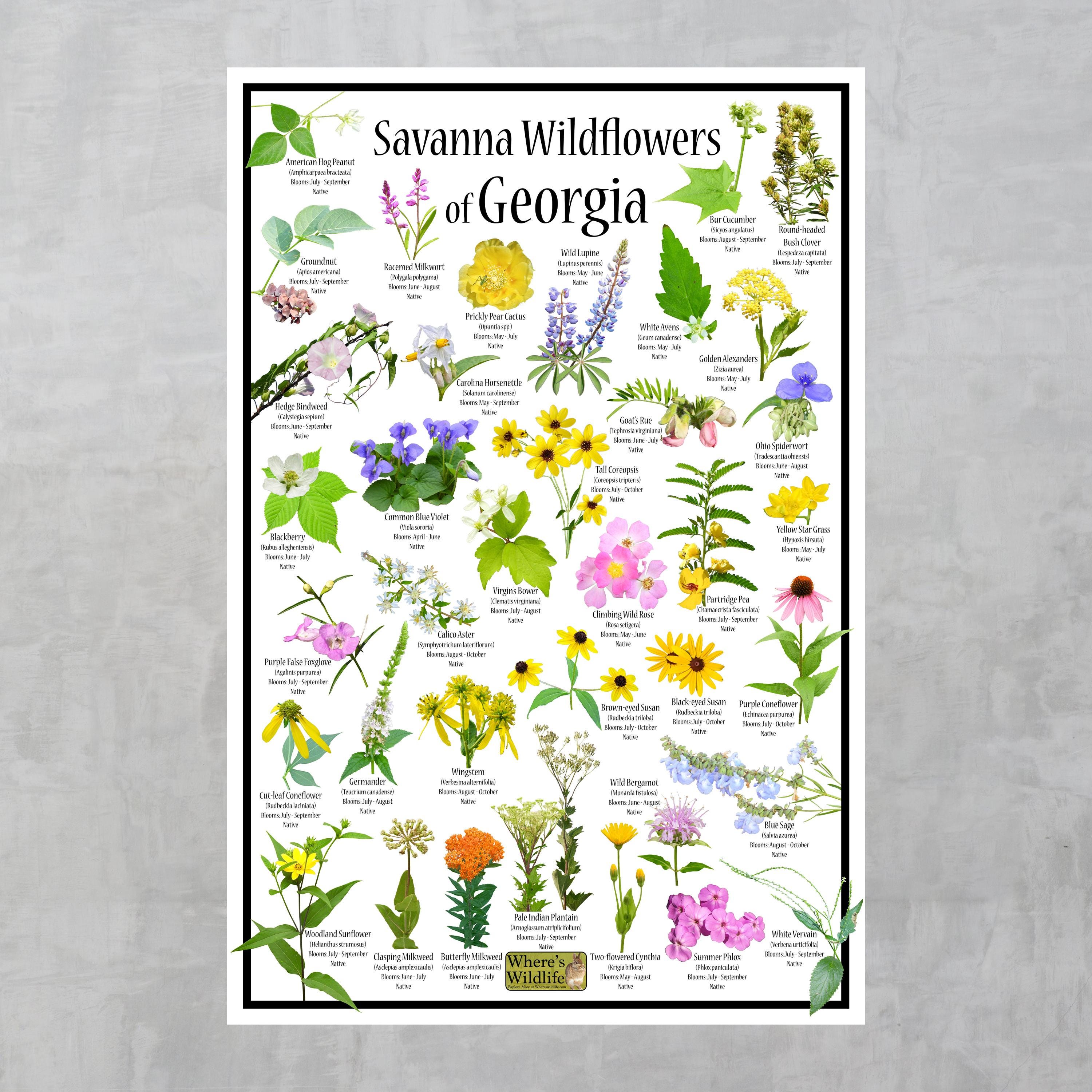 Savanna Wildflowers of Georgia Poster / State Flower Guide