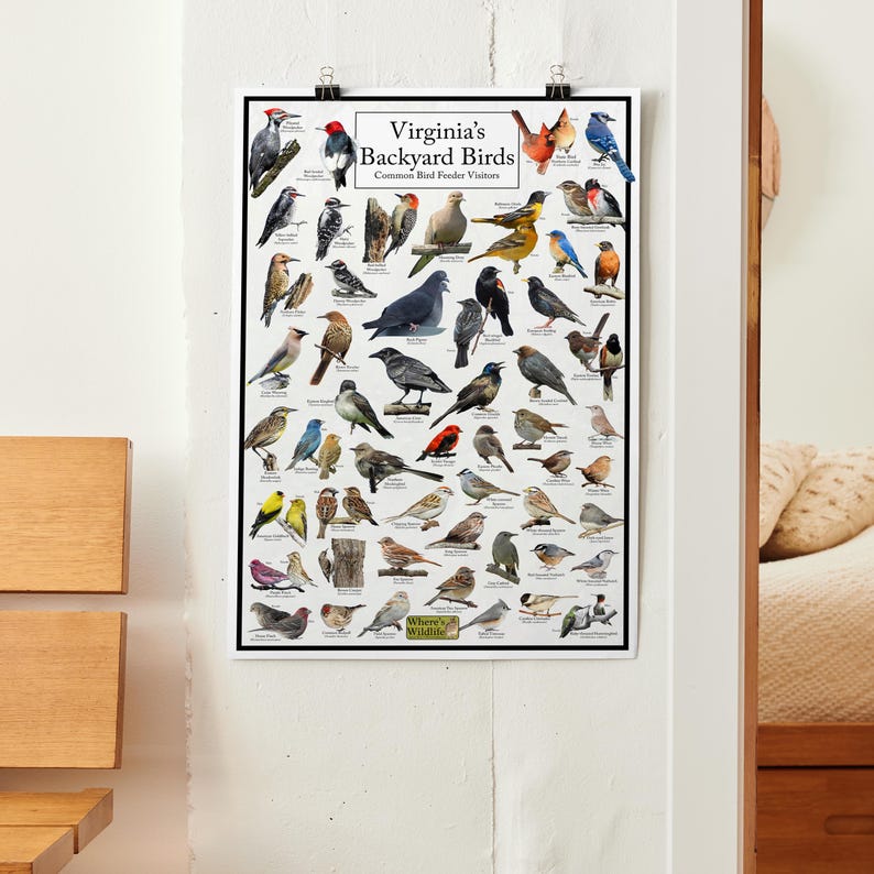 May include: A colourful poster featuring an illustrated guide to common garden birds found in Virginia. The poster includes the title "Virginia's Backyard Birds" and the text "Common Bird Feeder Visitors". The poster is from Where's Wildlife.