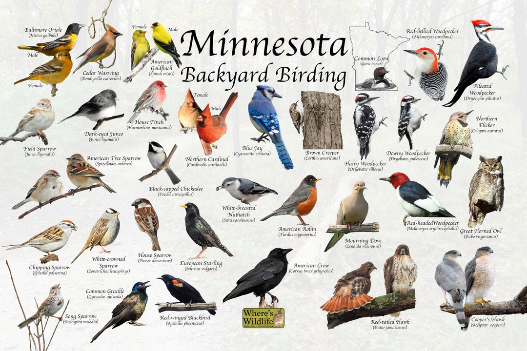 Birds of Minnesota Backyard Birding Identification Picture Print/ Great