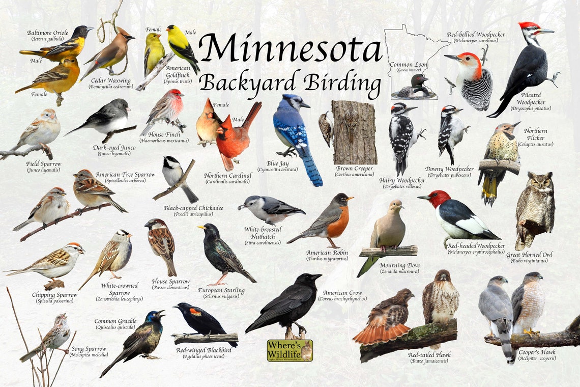 Birds of Minnesota Backyard Birding Identification Picture Etsy