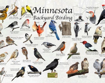 Birds of Minnesota Backyard Birding Identification Picture Print/ Great Field Guide to Common State Birds Birdwatching Nature Print / Poster