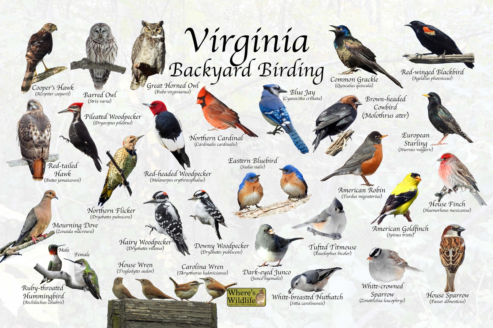 Birds of Virginia Backyard Birding Identification Picture Etsy