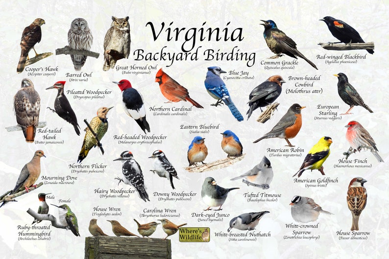 Birds of Virginia Backyard Birding Identification Picture Etsy