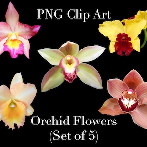Orchidee Blumen Clip Art (5er Set) PNG Clipart mit transparentem Hintergrund Photoshop Overlays für Einladungen, Werbung, Scrapbooking, etc