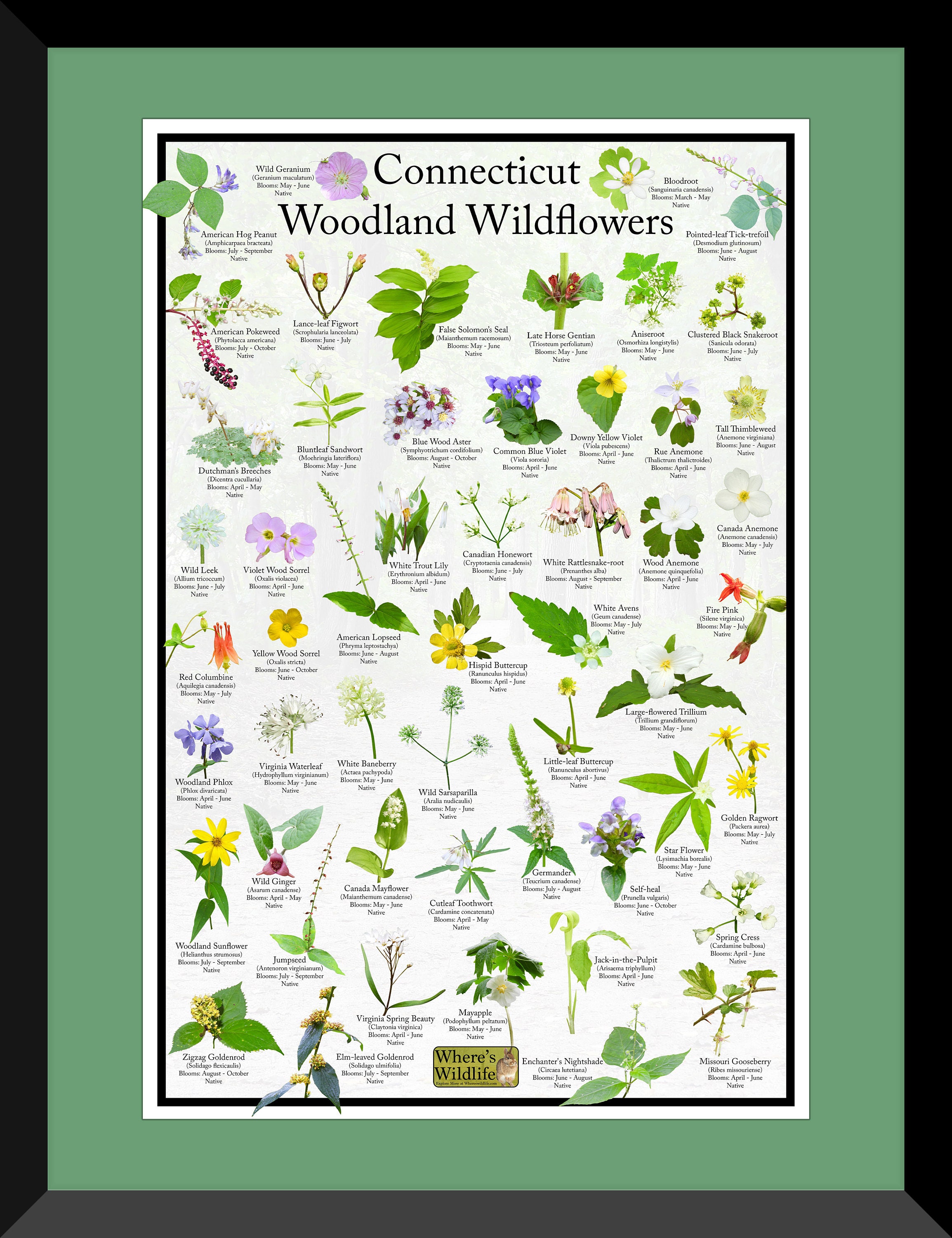Connecticut Woodland Wildflower Poster / Native State Flower