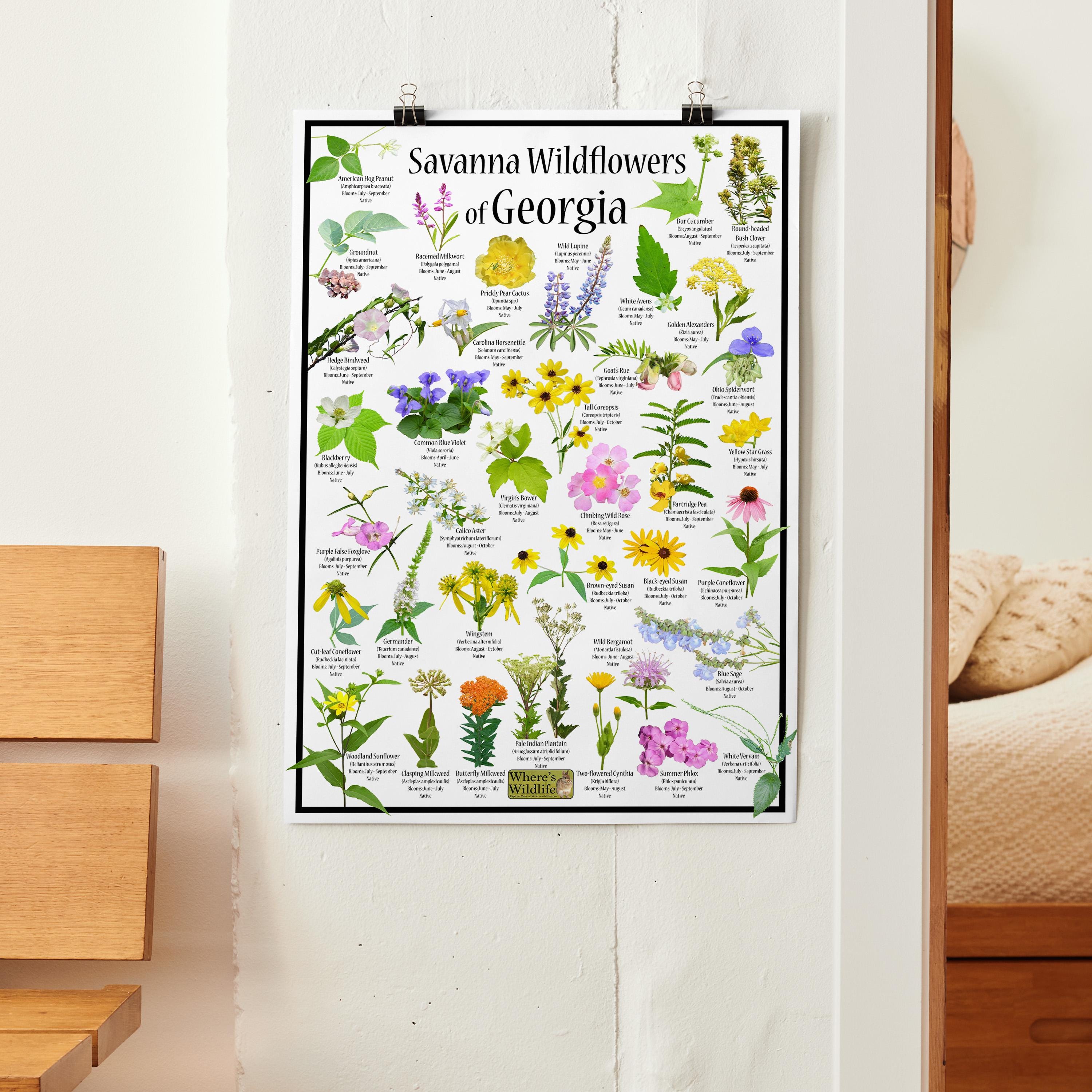 Savanna Wildflowers of Georgia Poster / State Flower Guide