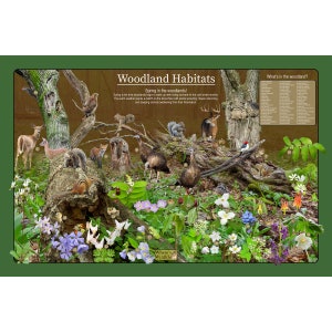 Hábitat del bosque (primavera) Cartel de la naturaleza educativa / Cartel de la vida silvestre de los niños divertidos / Flores del bosque, imágenes de animales e identificación