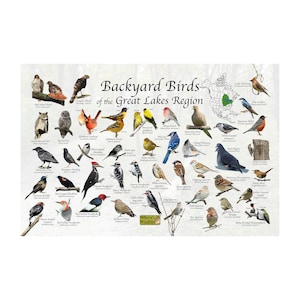 Aves de patio trasero de la región de los Grandes Lagos Identificación de aves de América del Norte / Gran guía de campo para aves comunes / Observación de aves / Cartel de naturaleza