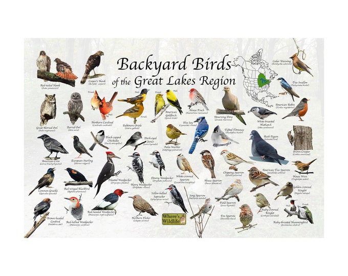 Backyard Birds of the Great Lake Region North America Bird Identification / Great Field Guide to Common Birds / Birdwatching / Nature Poster