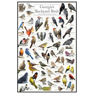 Póster de aves del patio trasero de Georgia: cuadro de observación de aves de Georgia que destaca las aves en su comedero para pájaros: guía educativa sobre aves
