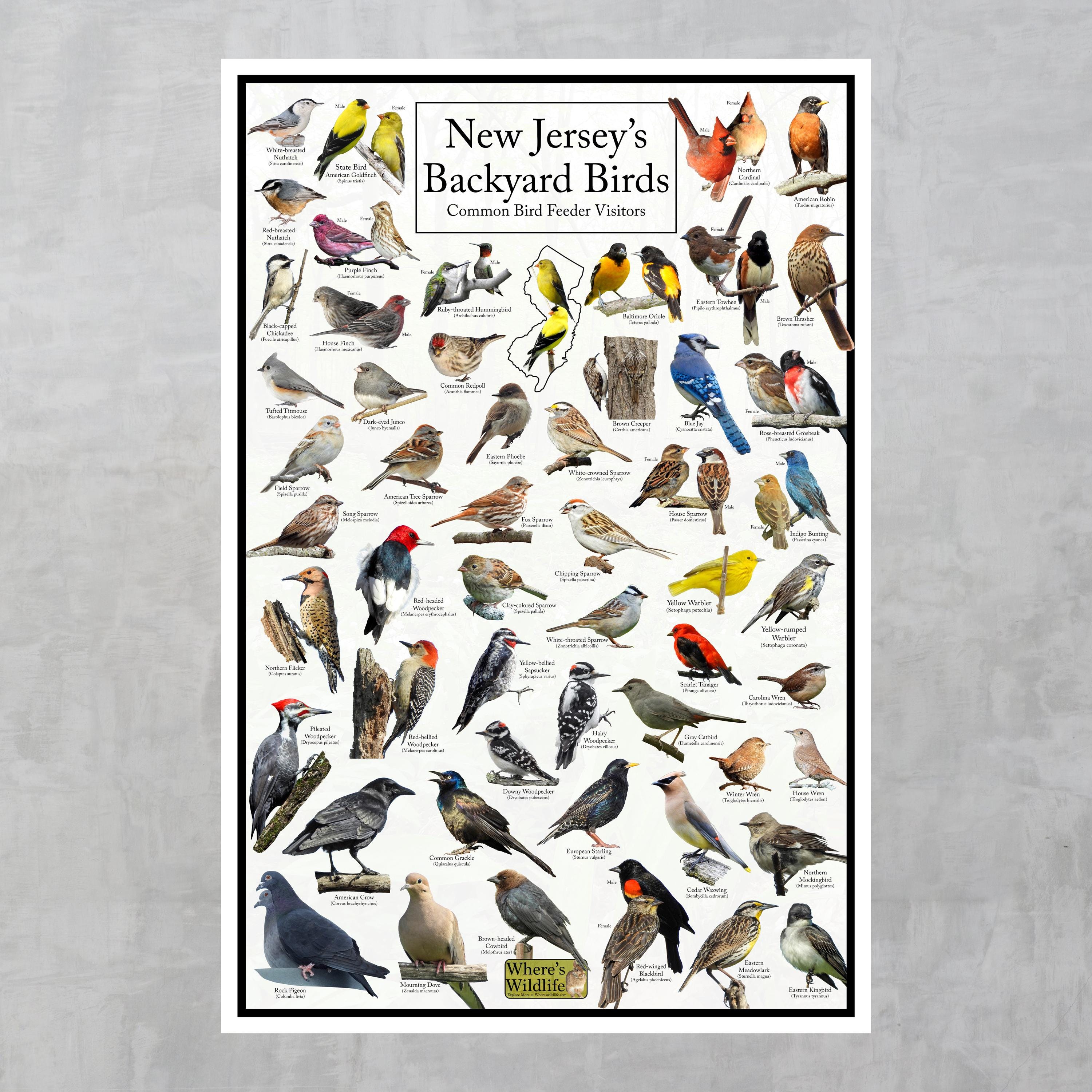 New Jersey's Backyard Birds Poster - New Jersey Bird Watching