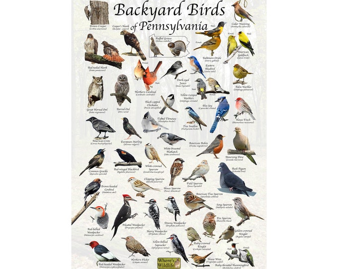 Backyard Birds of Pennsylvania Bird Identification Poster / Bird Field Guide / Bird Watching Nature Poster