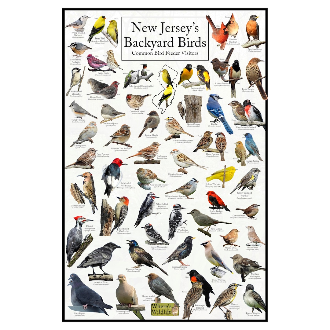New Jersey's Backyard Birds Poster - New Jersey Bird Watching Chart ...