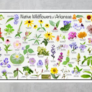 Native Wildflowers of Arkansas Flower Identification Poster / Arkansas ...