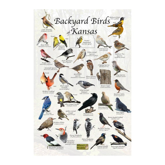 Birds of Kansas State / Backyard Birding Identification Etsy