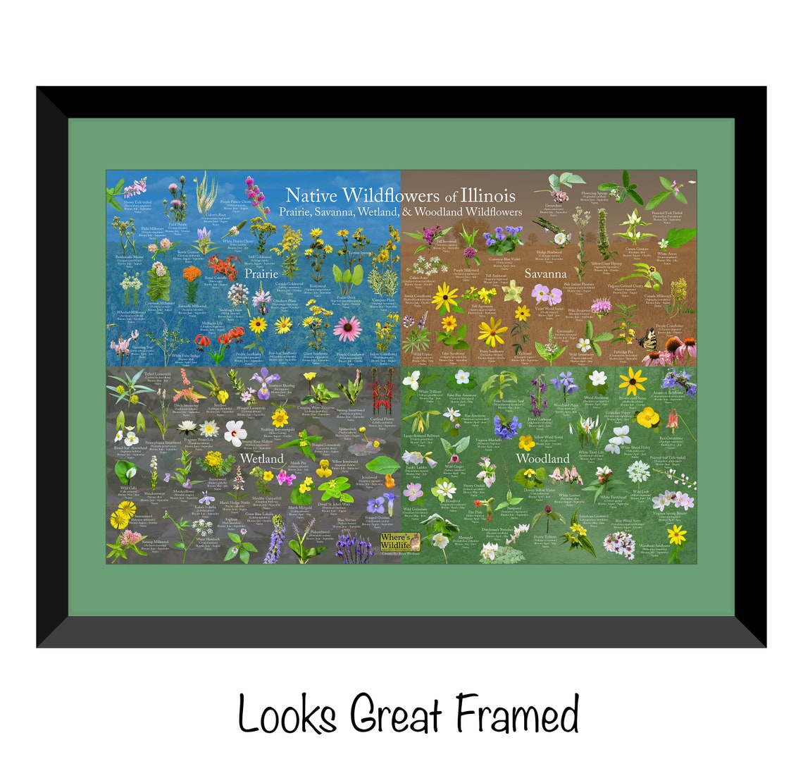 Native Wildflowers of Illinois / Plant and Flower Etsy