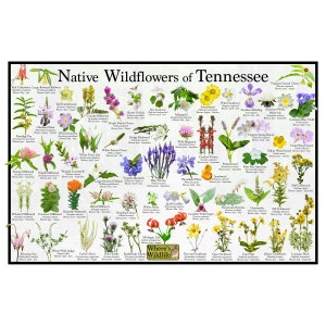 Native Wildflowers of Tennessee / State Flower Field Guide Poster Providing Picture Identification / Flower ID / Prairie Woodland Flowers