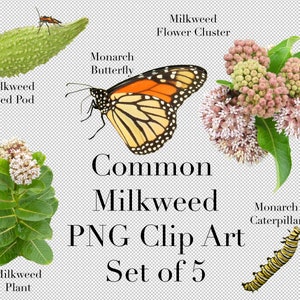 Common Milkweed and Monarchs Clip Art (5er Set) PNG Clipart mit transparentem Hintergrund Photoshop Overlays für Werbung Bildung Schule