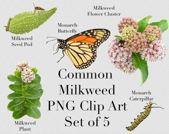 Common Milkweed and Monarchs Clip Art (Set of 5) PNG Clipart with transparent background Photoshop Overlays for Advertising Education School
