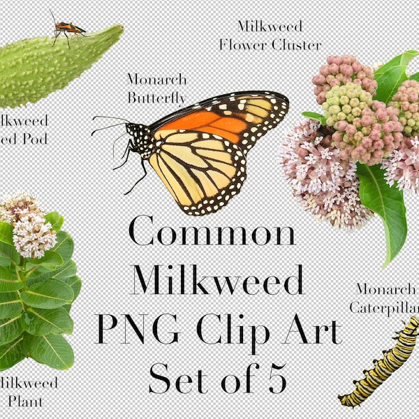 Common Milkweed and Monarchs Clip Art (Set of 5) PNG Clipart with transparent background Photoshop Overlays for Advertising Education School