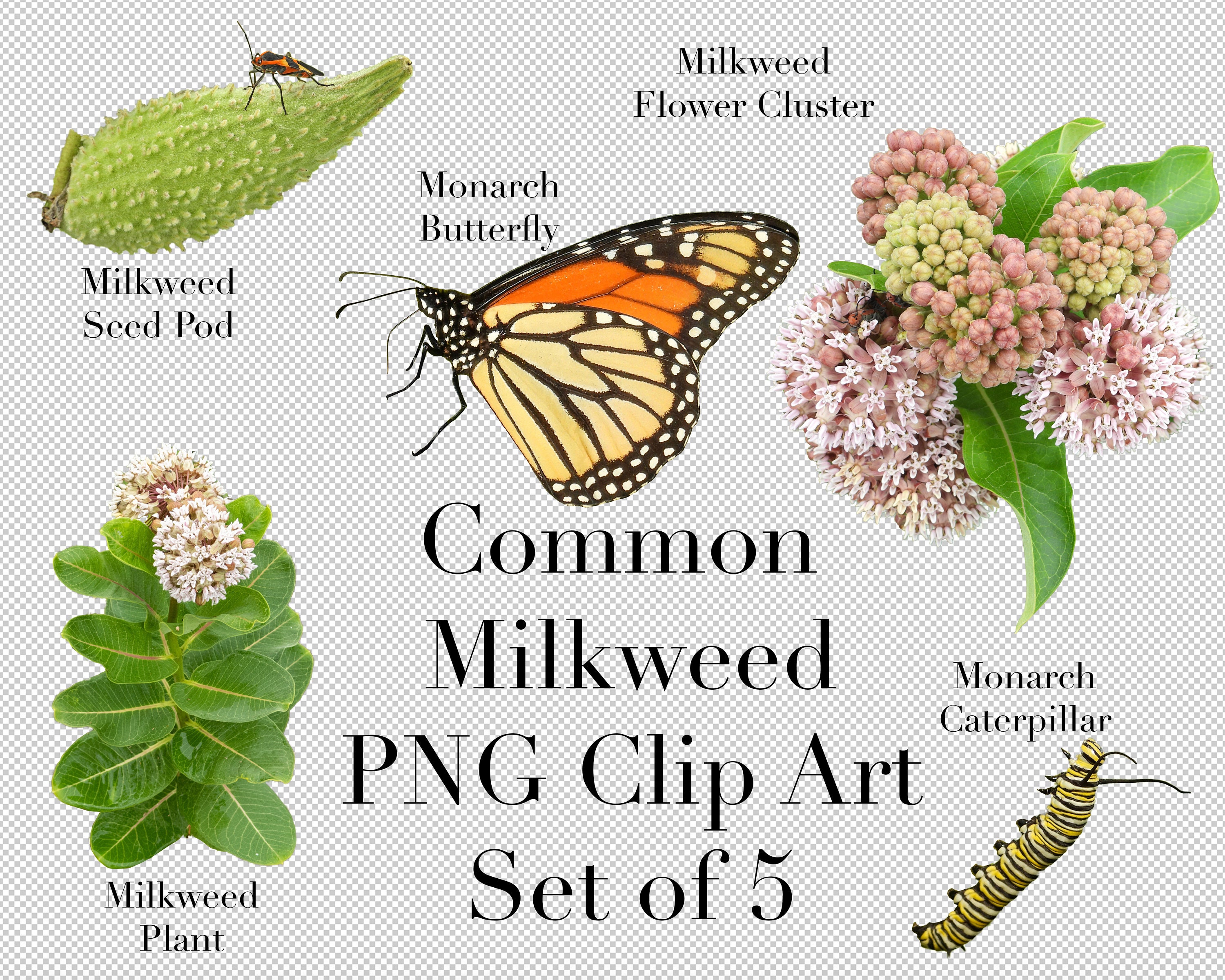 Common Milkweed and Monarchs Clip Art set of 5 PNG Clipart - Etsy Ireland