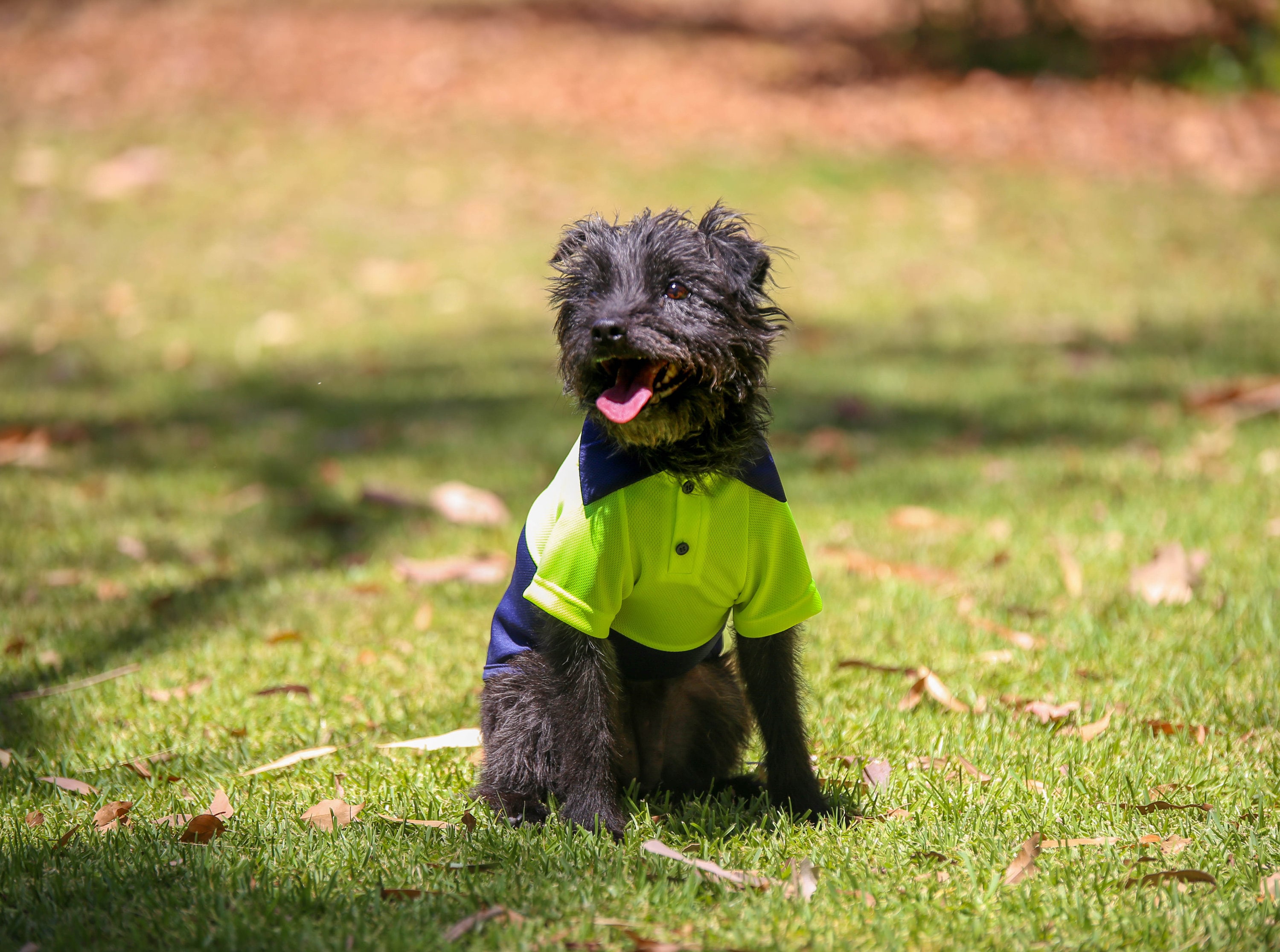 polo shirts for dogs