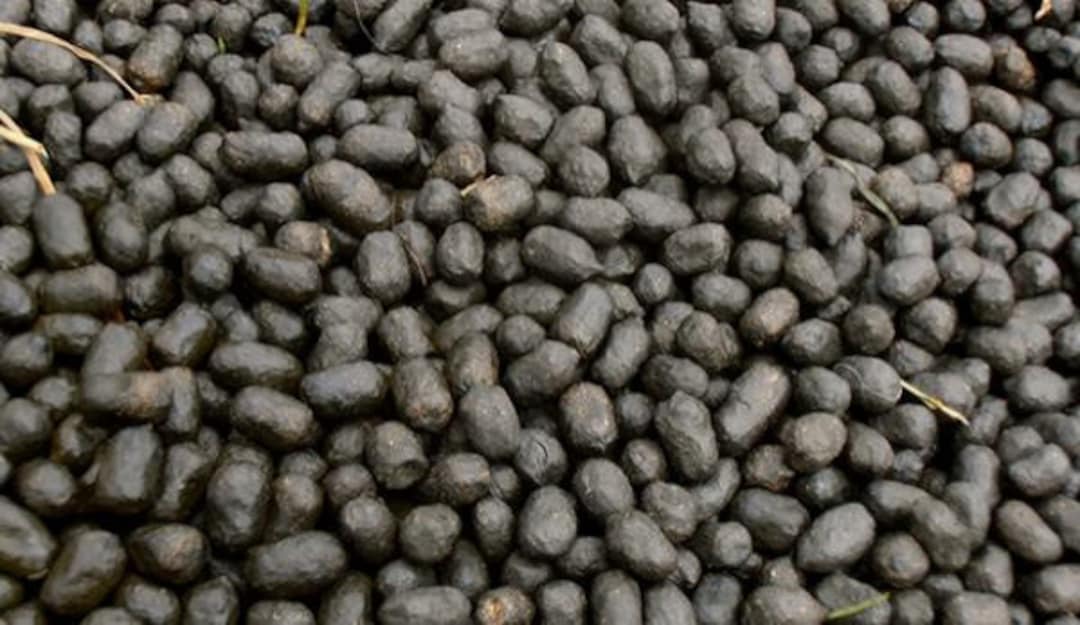 100 Pure Alpaca Poop Great for Fertilizer, Gardening, Plants, Manure