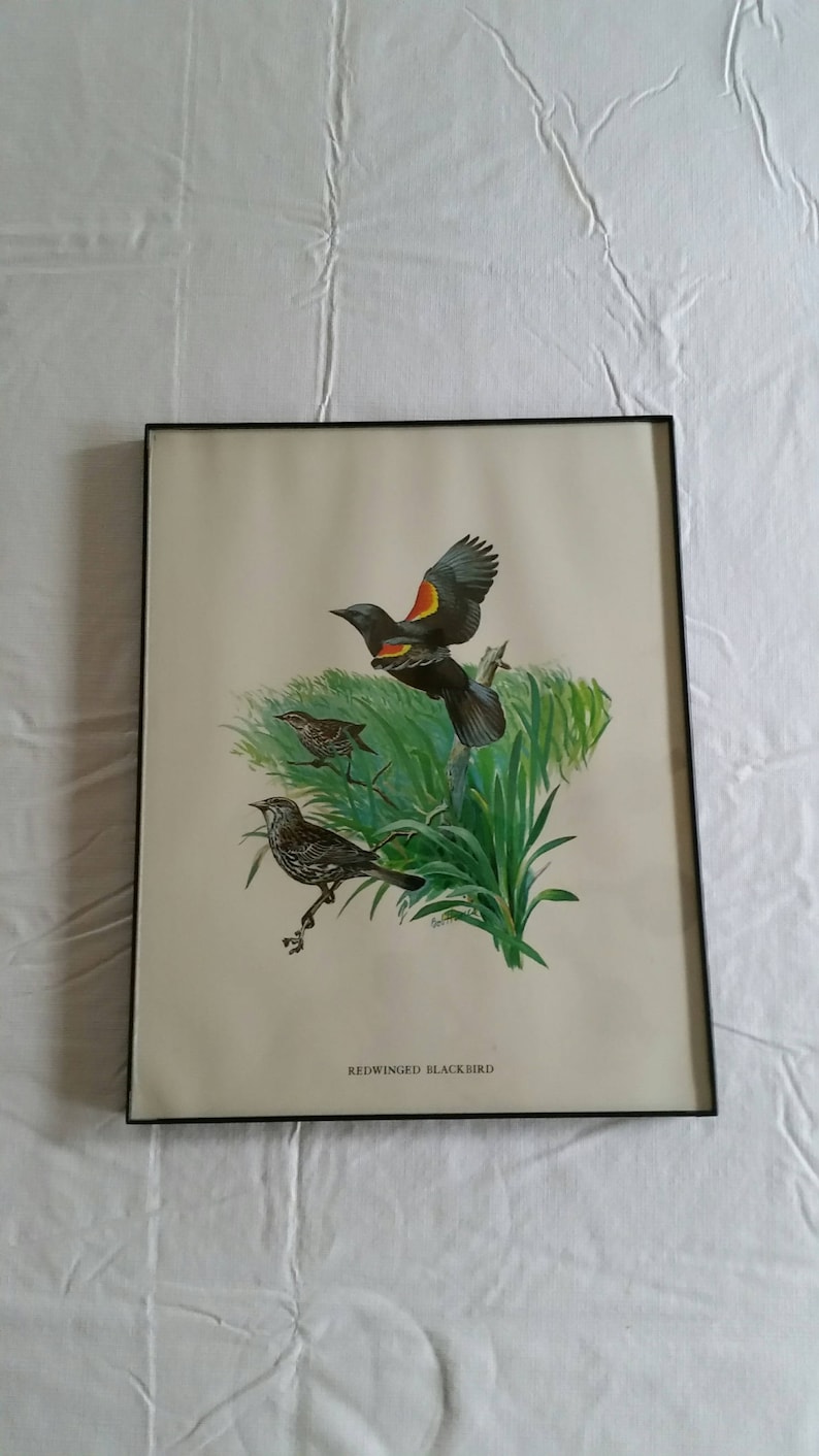 redwing bird art picture photo wildlife vintage 11x14 red wing blackbird /& swallow birds signed litho color print by bob hines 1970 /'s