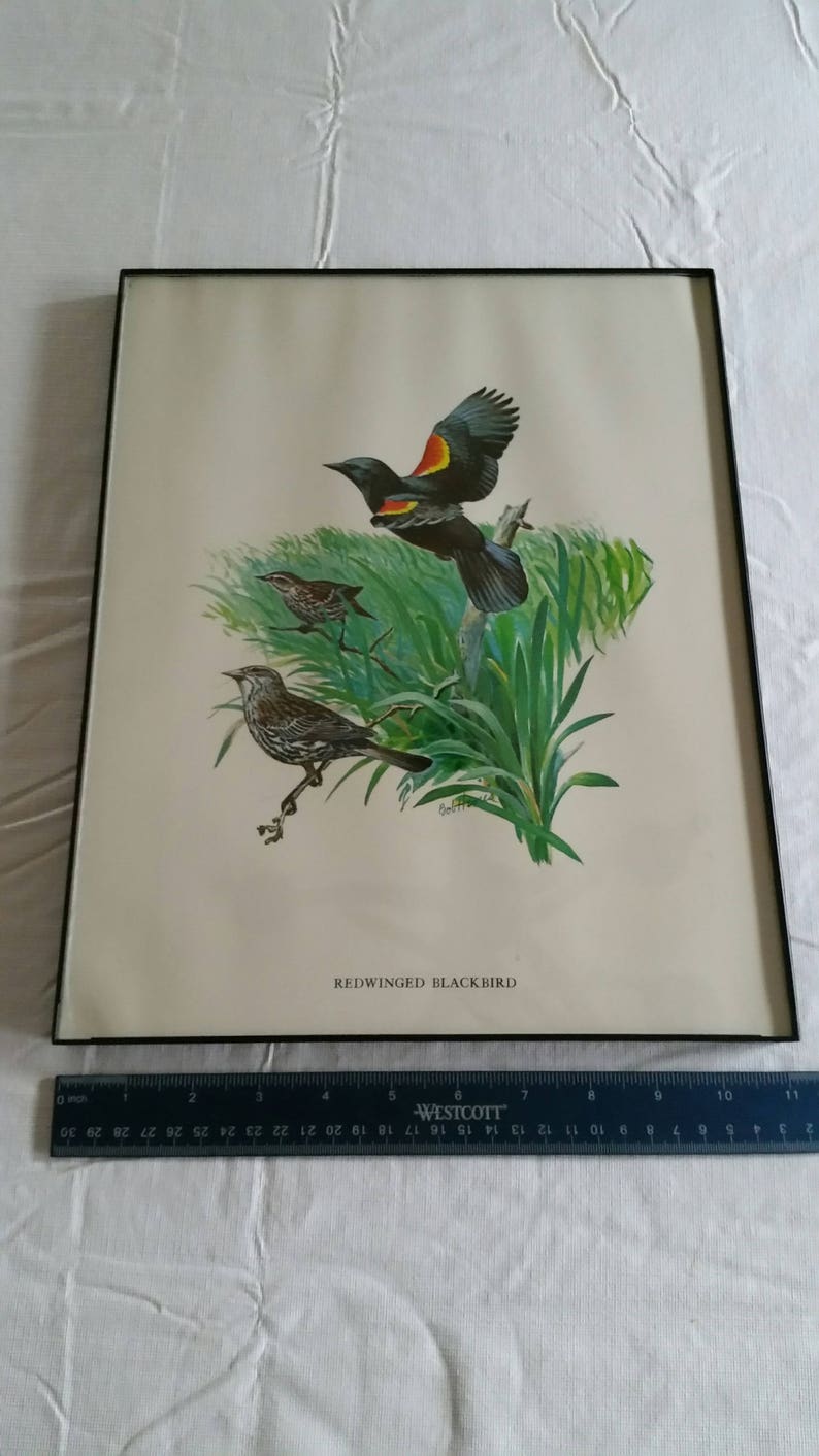 redwing bird art picture photo wildlife vintage 11x14 red wing blackbird /& swallow birds signed litho color print by bob hines 1970 /'s