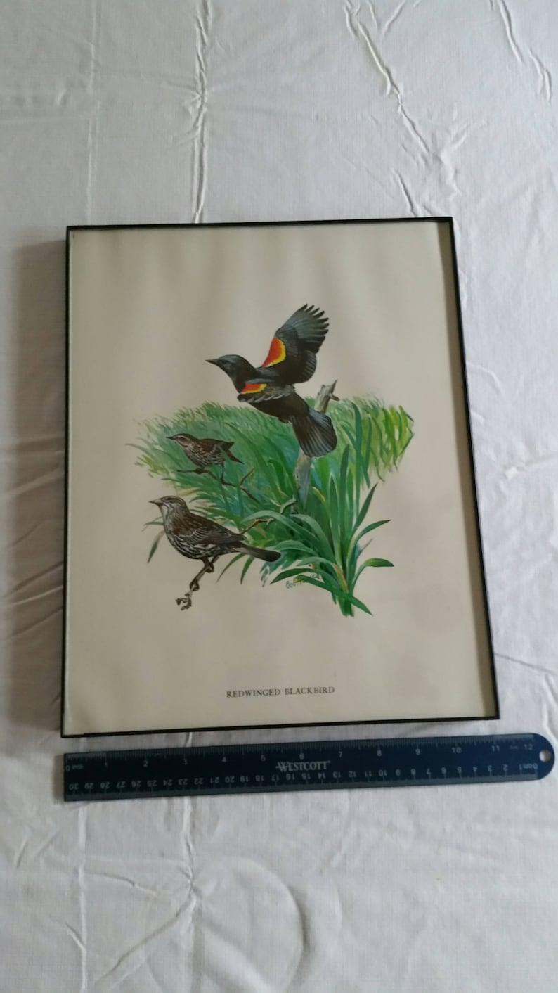 redwing bird art picture photo wildlife vintage 11x14 red wing blackbird /& swallow birds signed litho color print by bob hines 1970 /'s