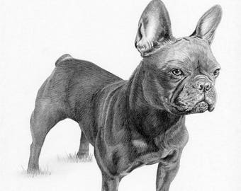 Buldog Francuski 3 Pies Limitowana Edycja Art Rysunek Print