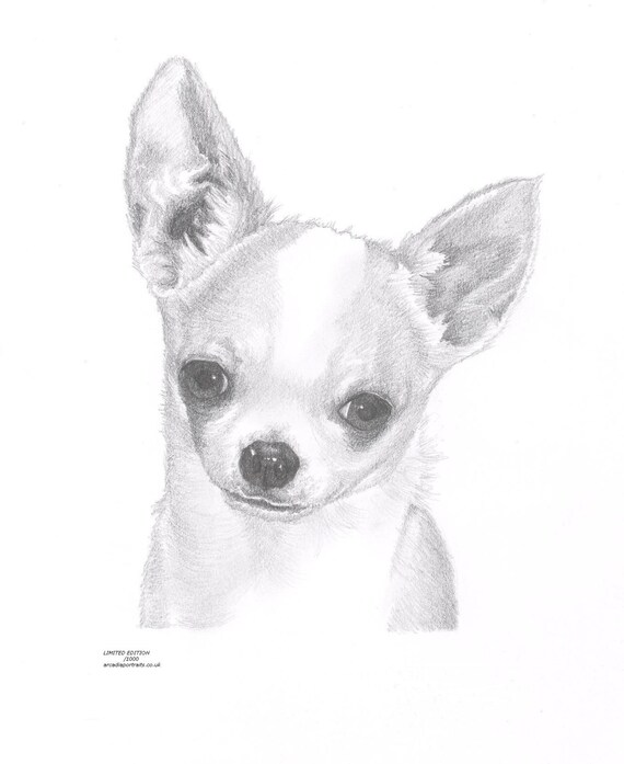 Chihuahua Short Haired Dog Limited Edition Art Drawing Print Etsy