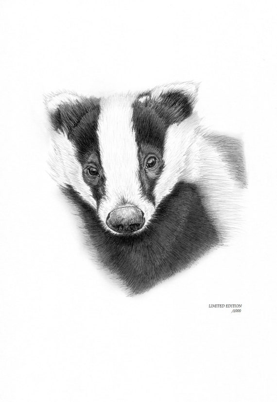 Wildlife /& Nature Gifts Wall Art Hand Drawn Animal Print Badger no2