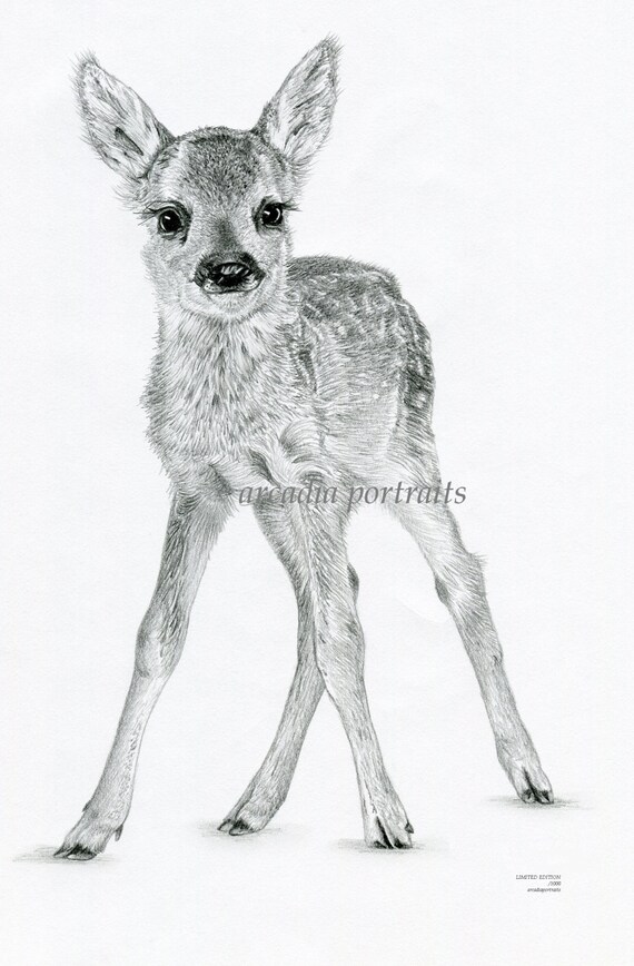 Brytyjski Drukuj Dziki Dzikość Młody Noworodek Ołówek Sarna Szkic Sztuka