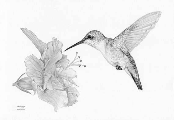 Colibri Et Hibiscus Fleur Edition Limitée Art Dessin Copie Signée Par Lartiste