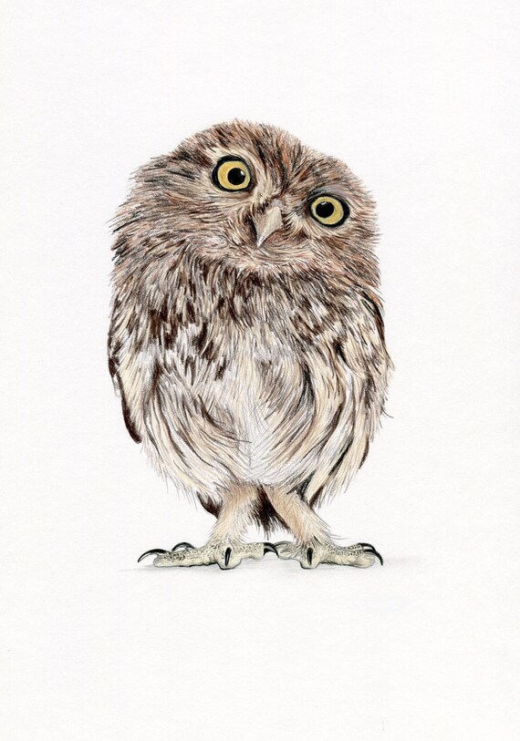 Little Owl Limited Edition Art Drawing Colour Print Signed By Etsy