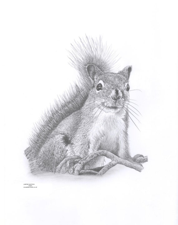 Wiewiórka Limited Edition Sztuki Rysunku Druku Podpisane Przez Artystę Uk