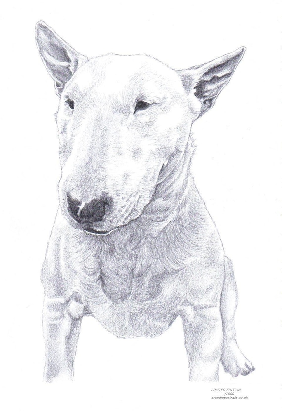 BULL TERRIER 1 dog Limited Edition art drawing print signed | Etsy
