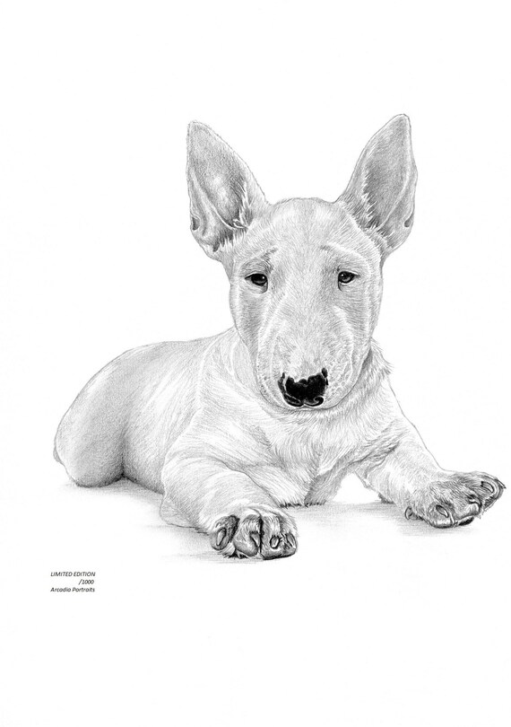 English bull terrier t-shirt pet cadeau colombie
