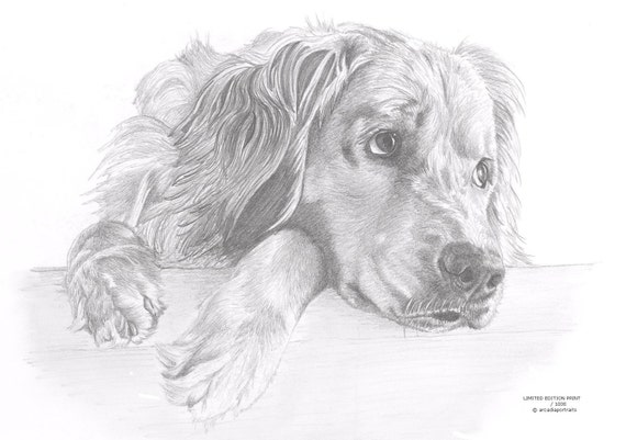 GOLDEN RETRIEVER dog Edit art drawing print 2 sizes A4//A3 Note Card 2