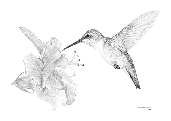 Hummingbird Hibiscus Flower Limited Edition Art Drawing Etsy Hummingbird Hibiscus Flower Limited Edition Art Drawing Etsy
