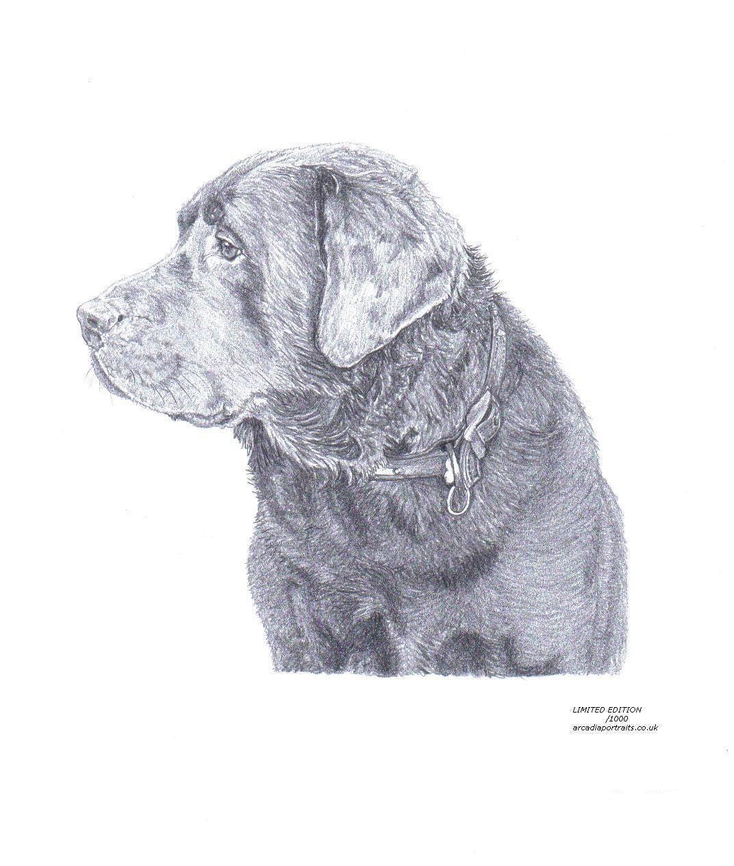 CHOCOLATE LABRADOR 1 dog Limited Edition art drawing print | Etsy