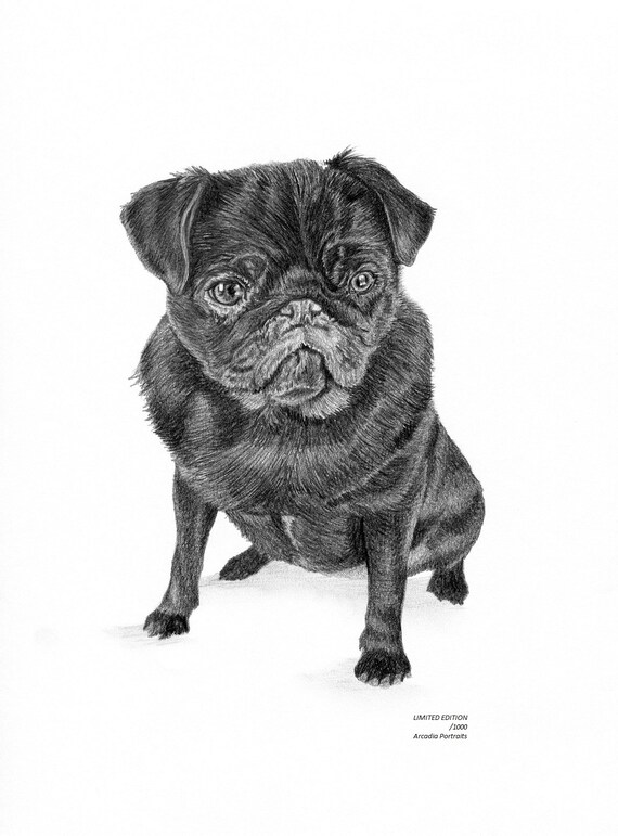 BLACK PUG dog Limited Edition art drawing print signed by UK Etsy
