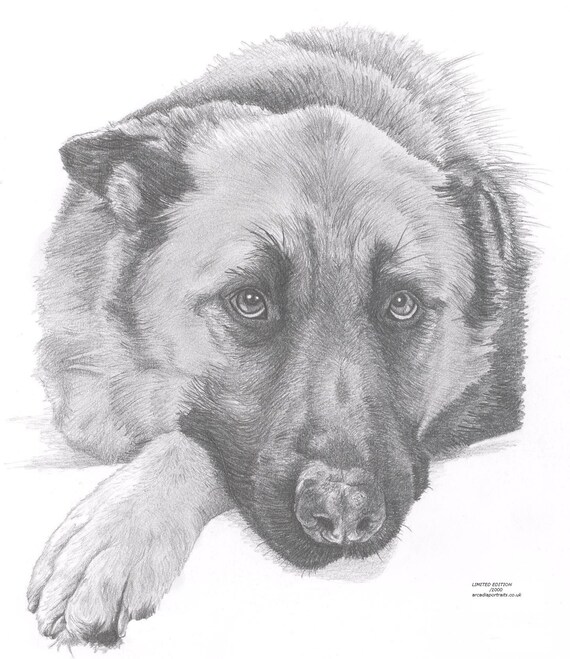 Owczarek Niemiecki 2 Pies Limited Edition Sztuki Rysunku Druku Podpisane Przez Artystę Uk