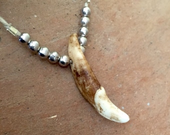 Wolf tooth necklace on a hemp cord, light colored wolf tooth on a hemp necklace, wolf tooth necklace with small silver balls, wolf teeth