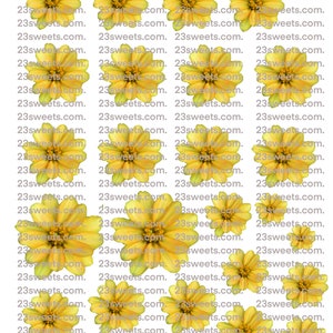 MARGUERITES jaunes comestibles, 24 fleurs de marguerite prédécoupées, différentes tailles, gaufrette papier, gâteau, décorations de cupcakes cake pops, végétalien